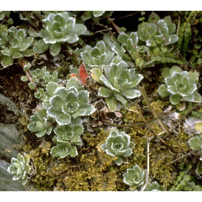 saxifraga paniculata mill.