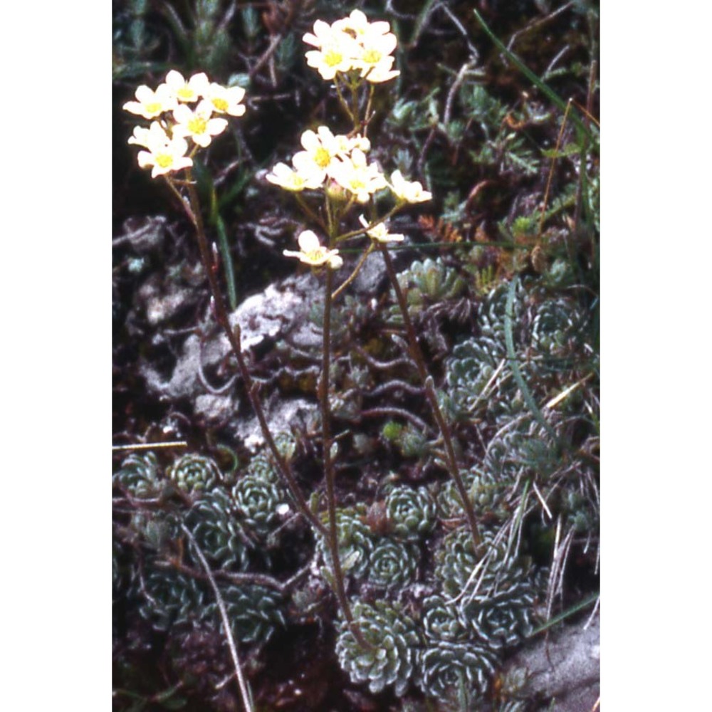 saxifraga paniculata mill.