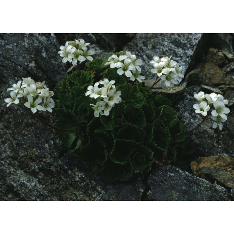 saxifraga pedemontana all.