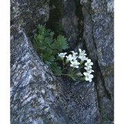 saxifraga pedemontana all.