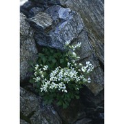 saxifraga pedemontana all.