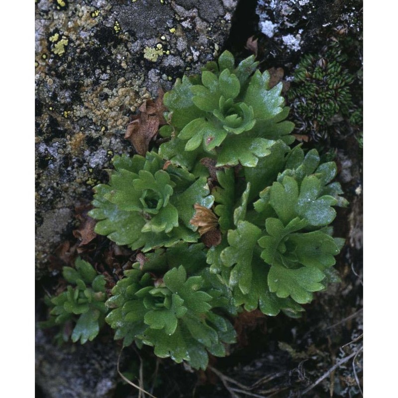 saxifraga pedemontana all.