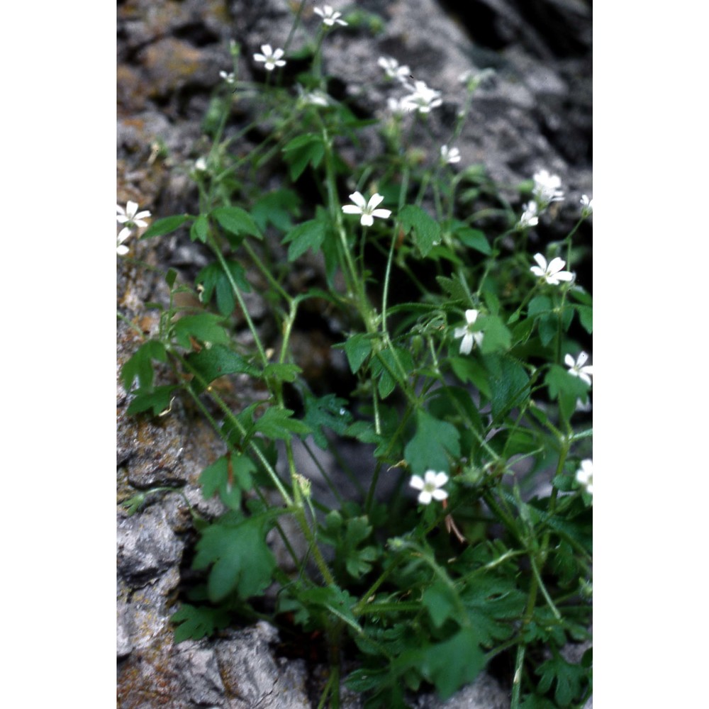 saxifraga petraea l.