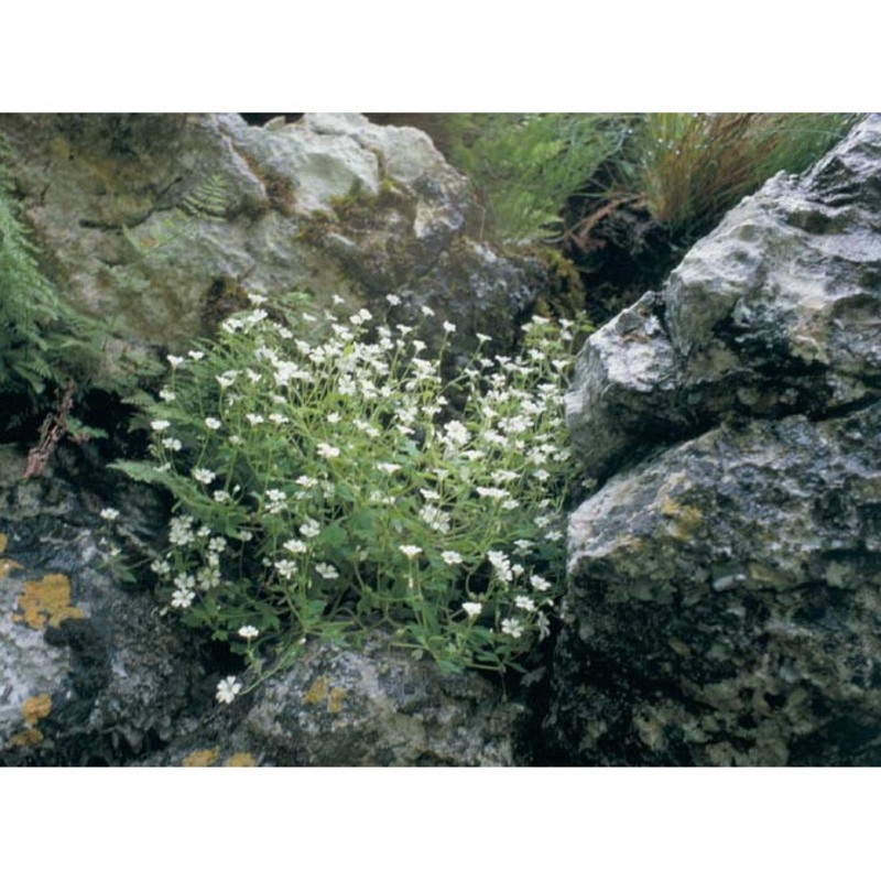 saxifraga petraea l.