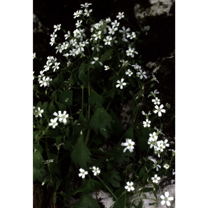 saxifraga petraea l.