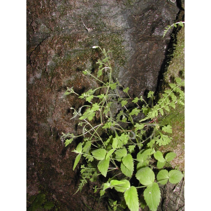 saxifraga petraea l.