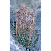 saxifraga porophylla bertol.