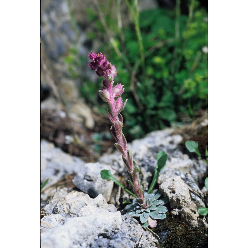 saxifraga porophylla bertol.