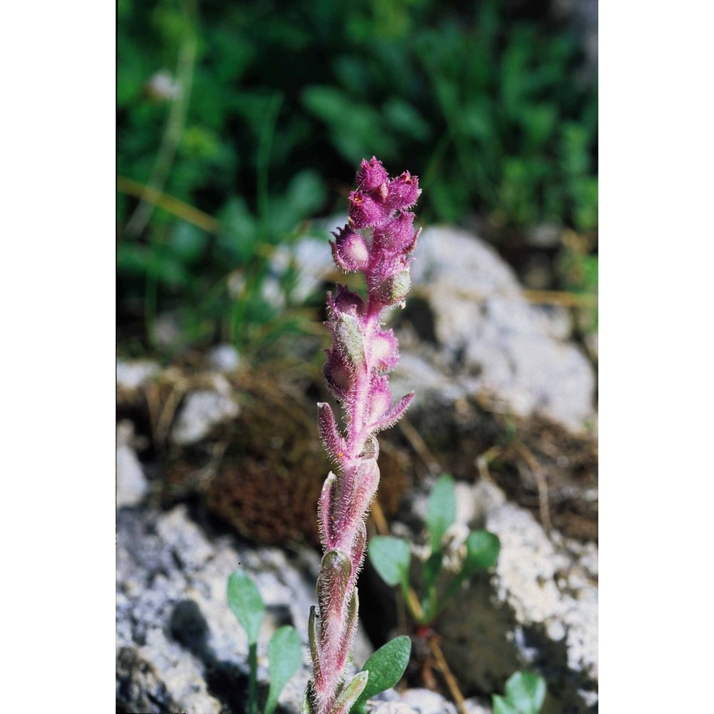 saxifraga porophylla bertol.