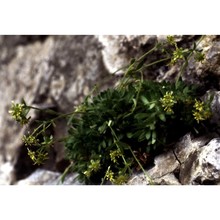 saxifraga presolanensis engl.