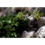 saxifraga presolanensis engl.