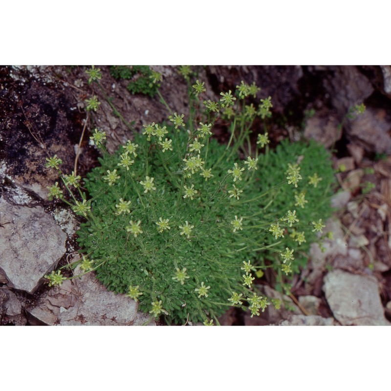 saxifraga presolanensis engl.