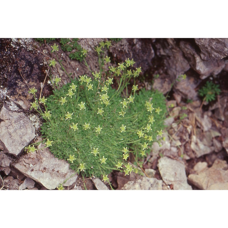 saxifraga presolanensis engl.