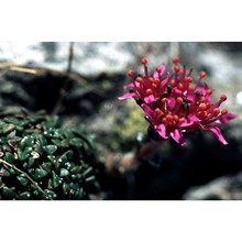 saxifraga purpurea all.