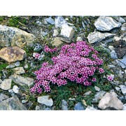 saxifraga retusa gouan