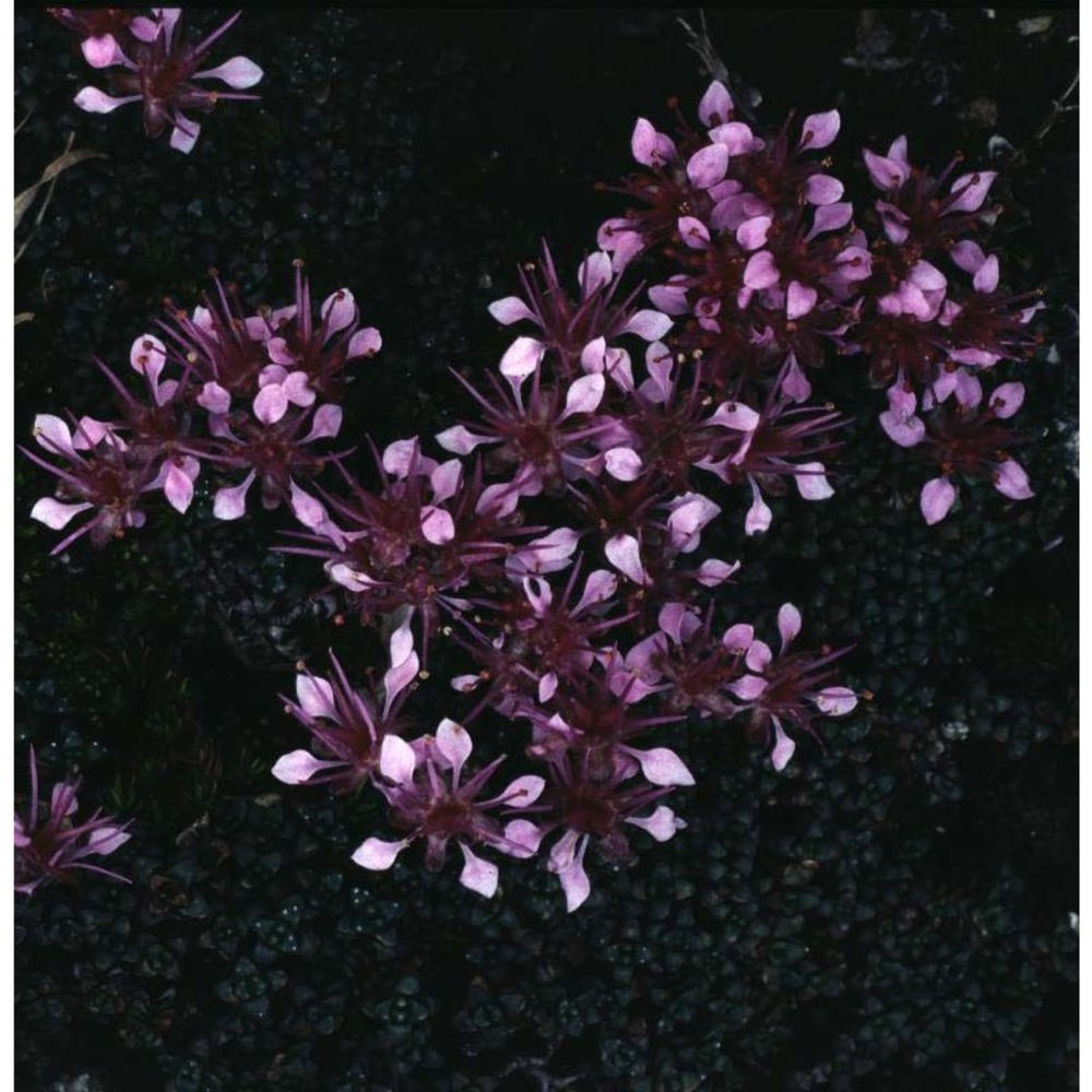 saxifraga retusa gouan