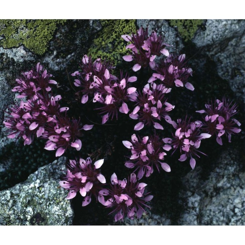 saxifraga retusa gouan