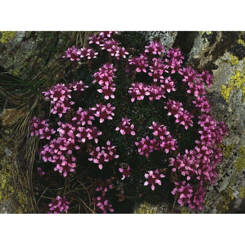 saxifraga retusa gouan