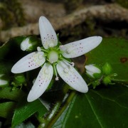 saxifraga rotundifolia l.