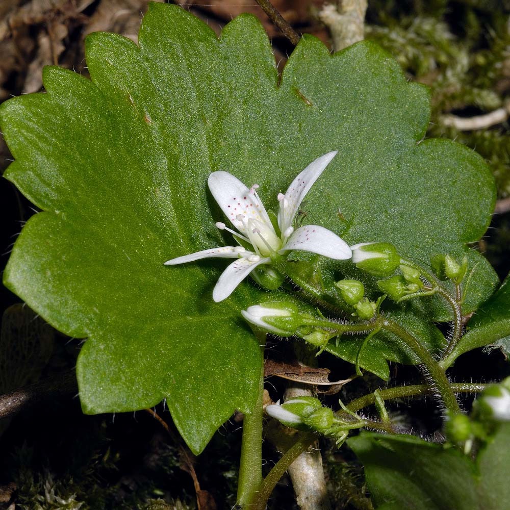 saxifraga rotundifolia l.