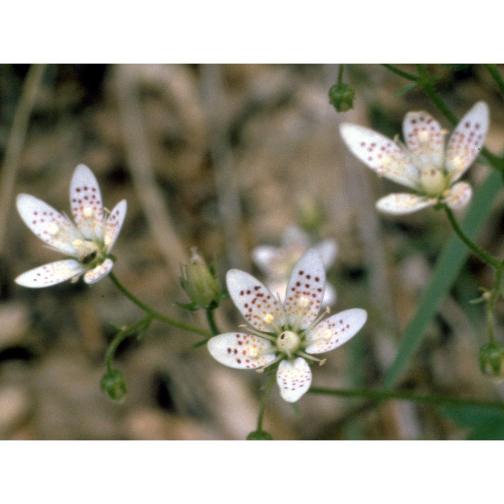 saxifraga rotundifolia l.