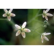 saxifraga rotundifolia l.