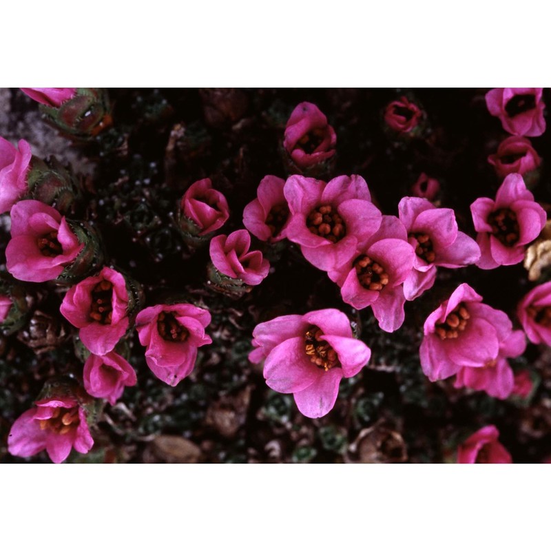 saxifraga rudolphiana hornsch.