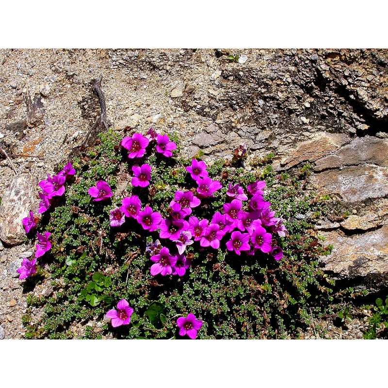 saxifraga rudolphiana hornsch.