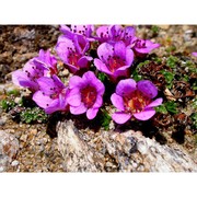 saxifraga rudolphiana hornsch.