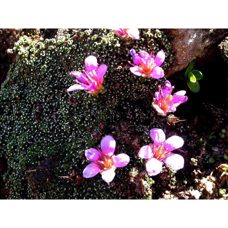 saxifraga rudolphiana hornsch.