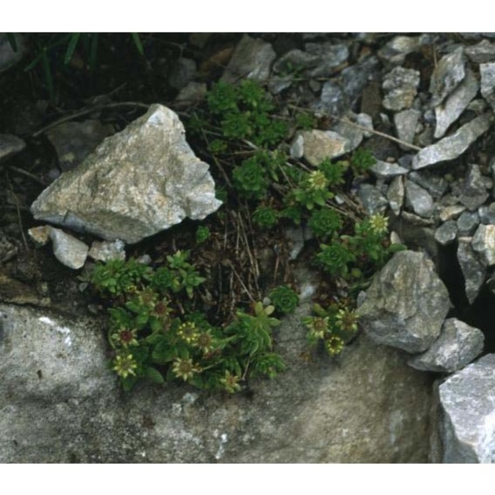 saxifraga sedoides l.