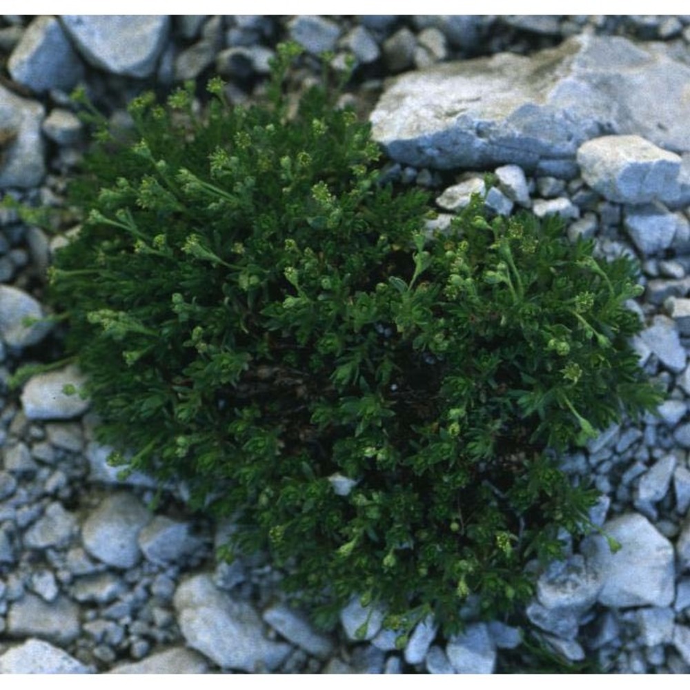 saxifraga sedoides l.