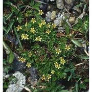 saxifraga seguieri spreng.