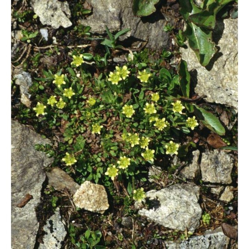 saxifraga seguieri spreng.