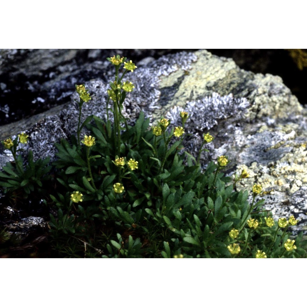 saxifraga seguieri spreng.