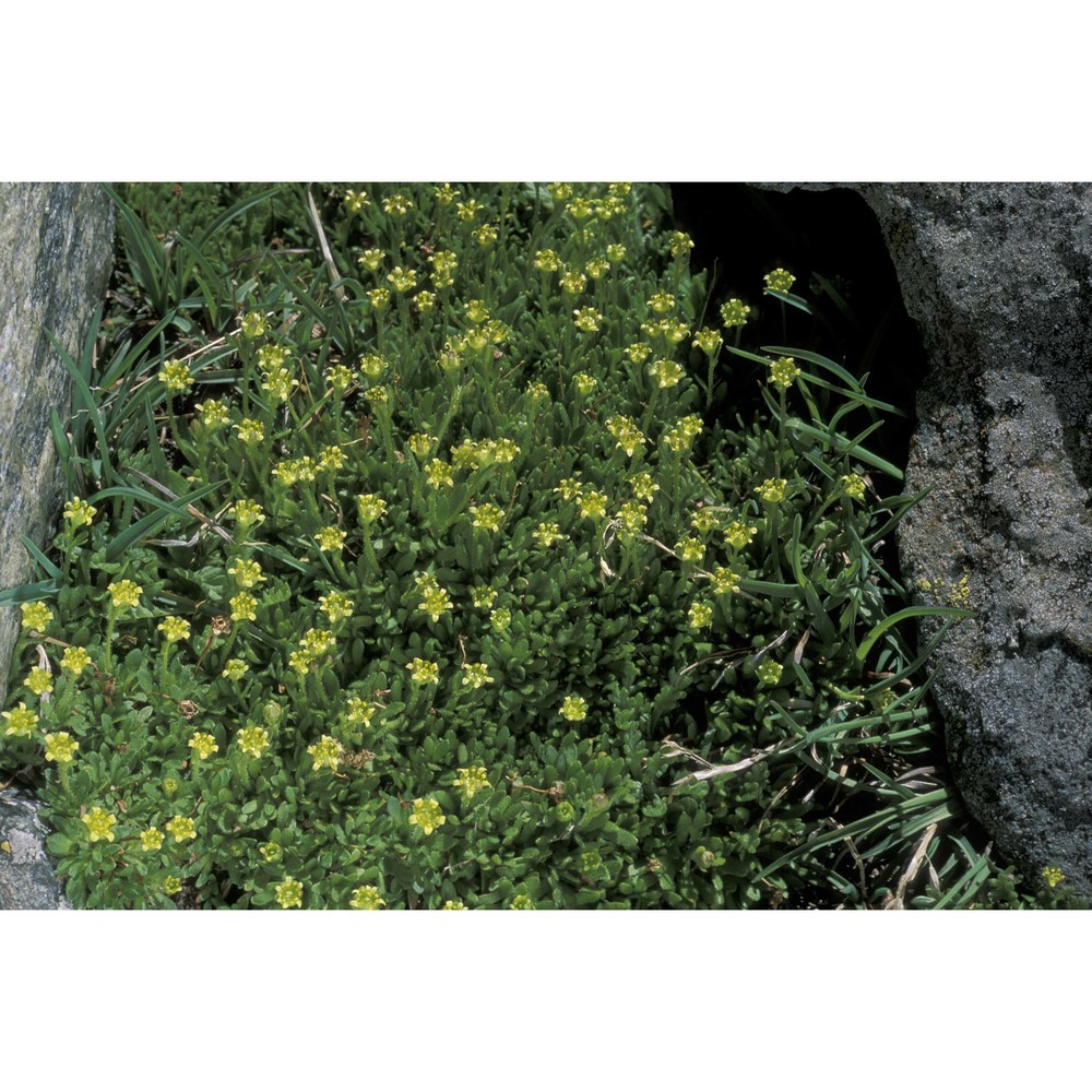 saxifraga seguieri spreng.