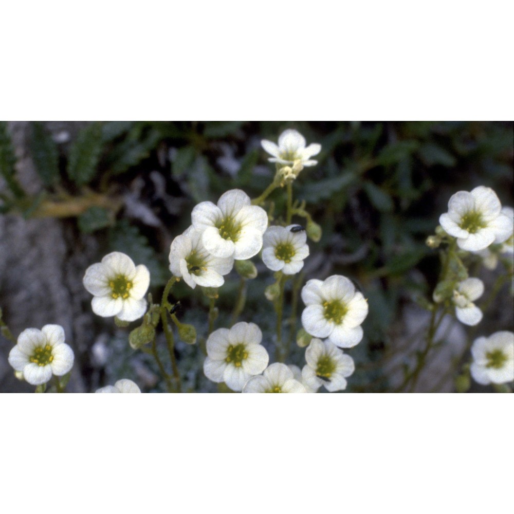 saxifraga squarrosa sieber