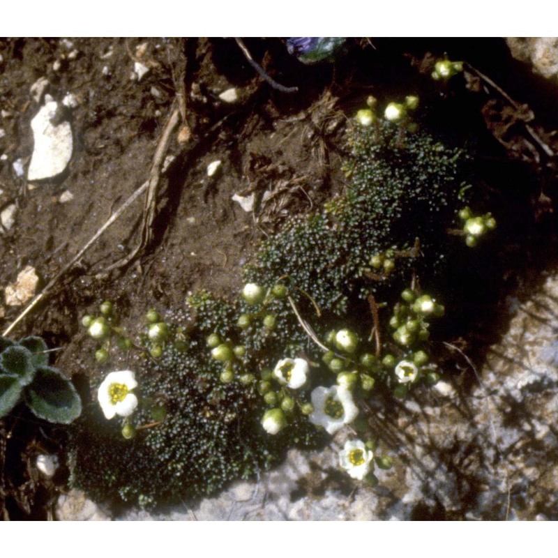 saxifraga squarrosa sieber