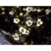 saxifraga squarrosa sieber