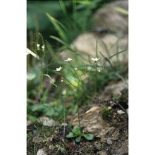 saxifraga stellaris l. subsp. engleri (dalla torre) p. fourn.