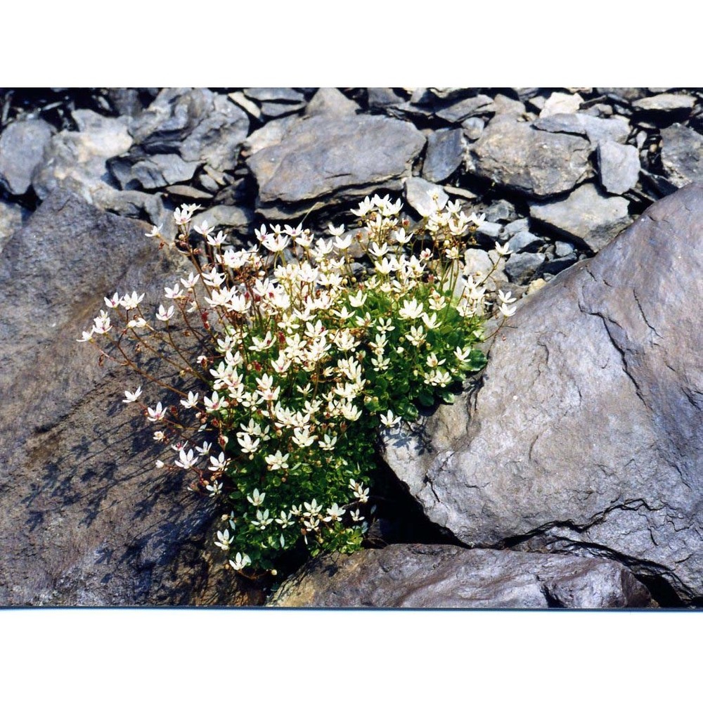 saxifraga stellaris l. subsp. engleri (dalla torre) p. fourn.