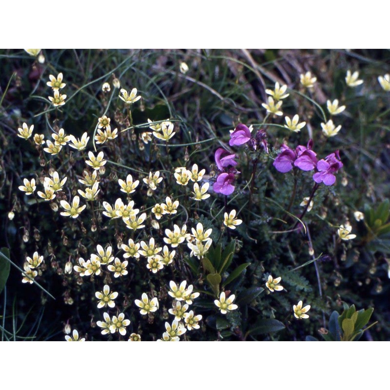 saxifraga stellaris l. subsp. engleri (dalla torre) p. fourn.