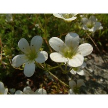 saxifraga taygetea boiss. et heldr.