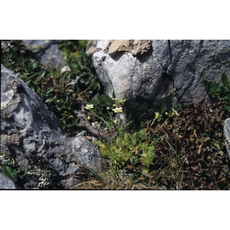 saxifraga tenella wulfen