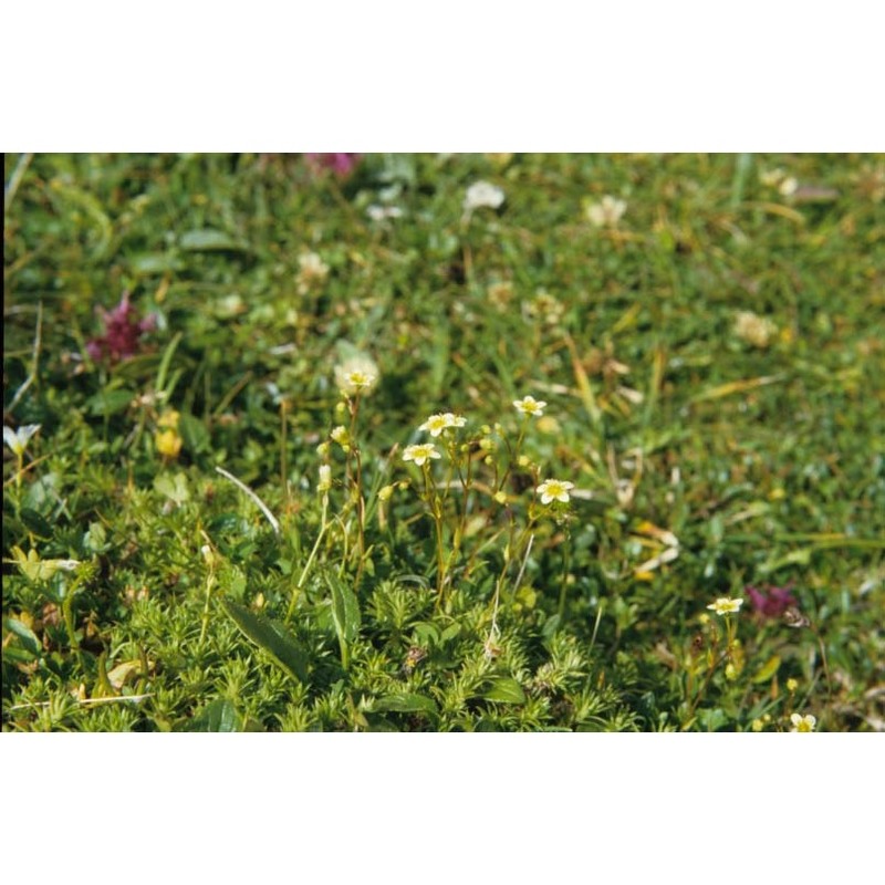 saxifraga tenella wulfen