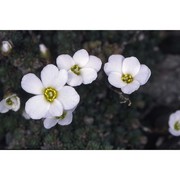 saxifraga tombeanensis boiss. ex engl.