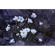 saxifraga tombeanensis boiss. ex engl.