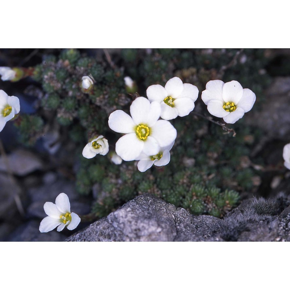 saxifraga tombeanensis boiss. ex engl.