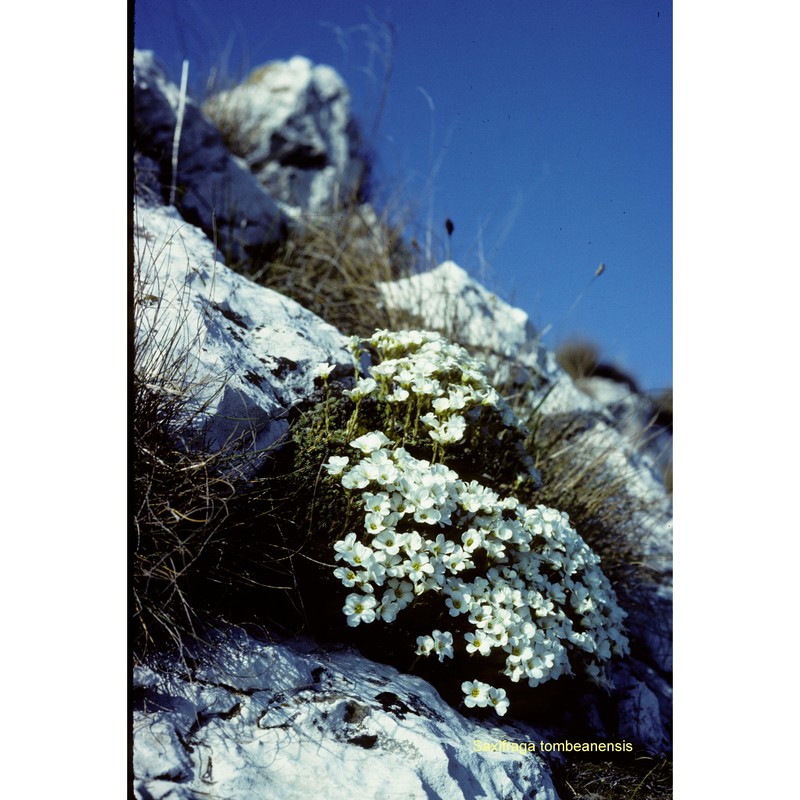 saxifraga tombeanensis boiss. ex engl.