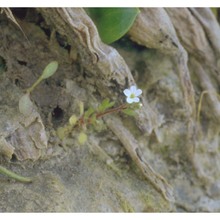 saxifraga tridactylites l.